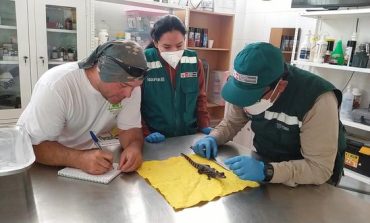 Piura: Serfor rescata a cría de caimán en mercado Las Capullanas