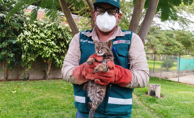 Rescatan a gato del pajonal en distrito de Suyo