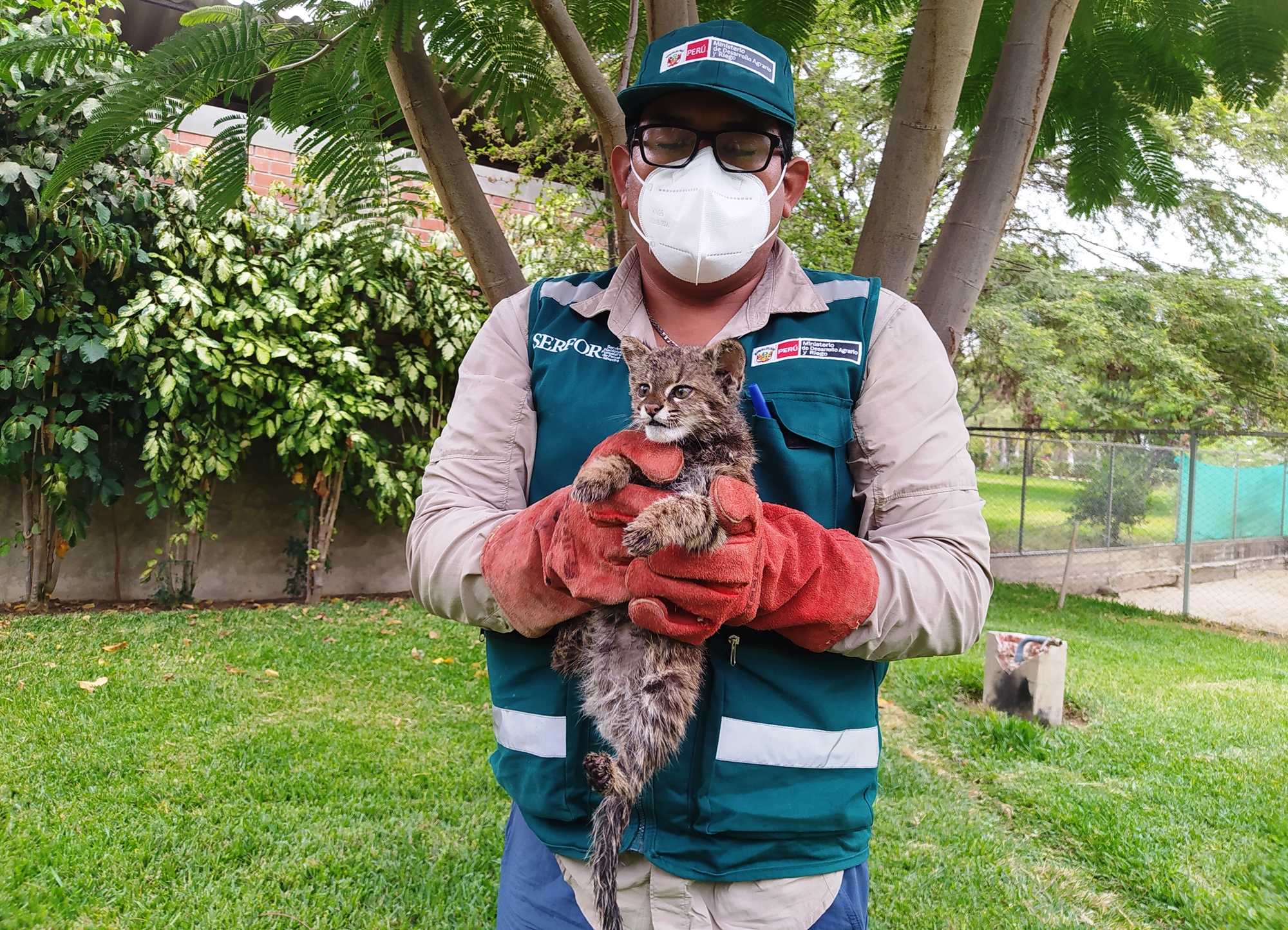 Rescatan a gato del pajonal en distrito de Suyo