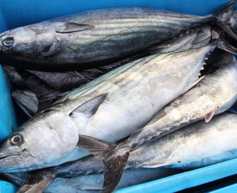 Ministerio de la Producción da por concluida la pesca de bonito para el 2022