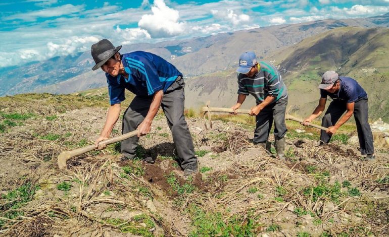 Perú: padrón de Productores Agrarios supera los 700,000 agricultores inscritos