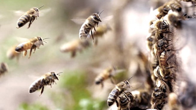 Piura: piden apoyo para reubicar enjambre de abejas