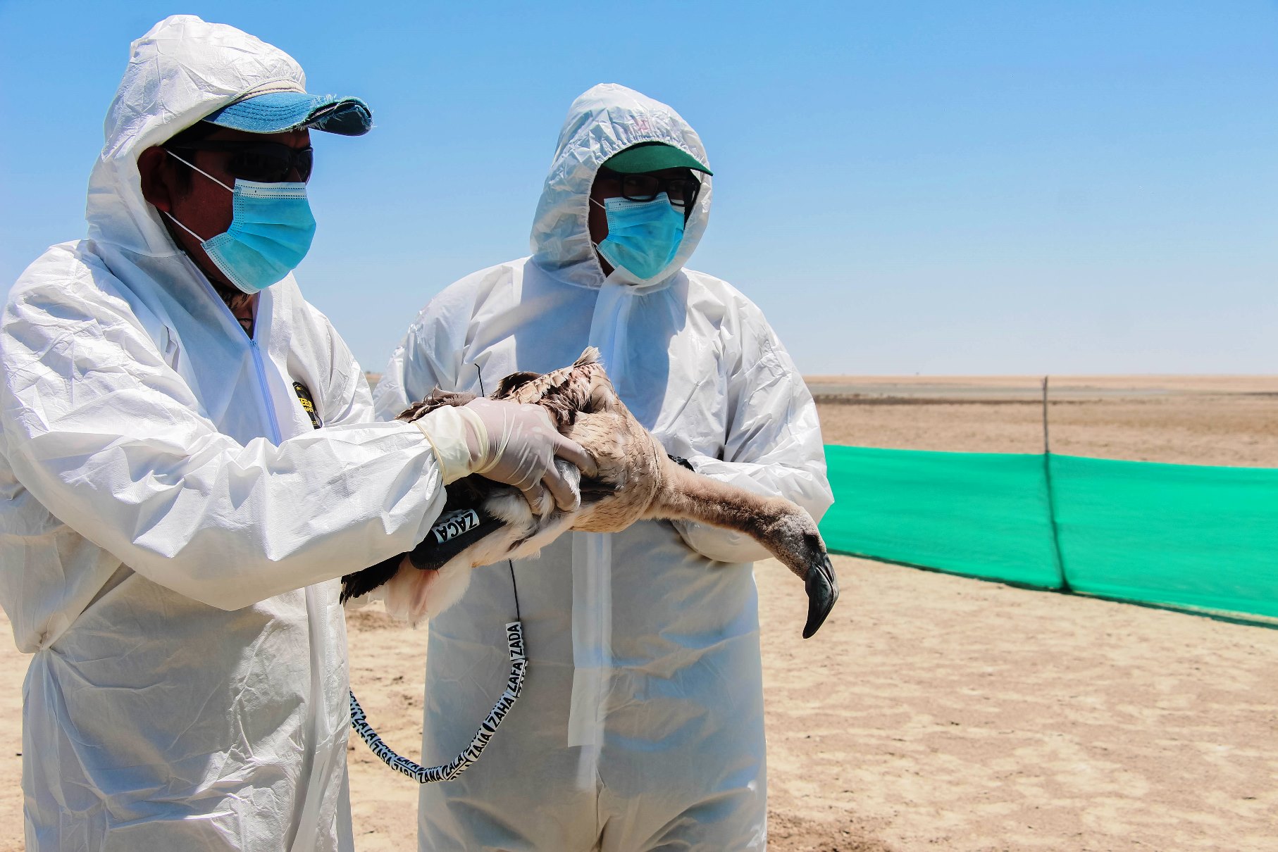 Serfor Piura realiza el primer anillamiento de flamencos chilenos en Estuario de Virrilá