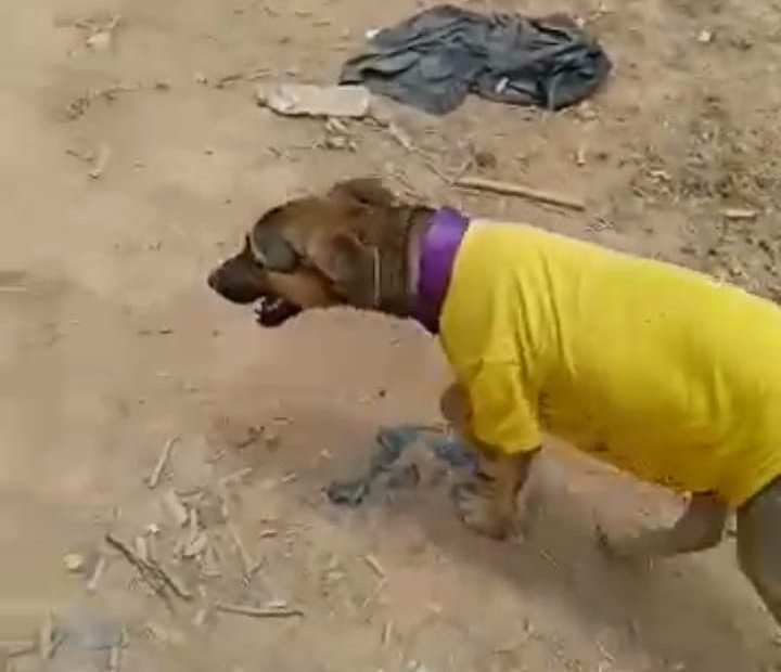La historia de Hualtaco, el perrito peregrino que una hermandad del Cautivo adoptó en el camino a Ayabaca