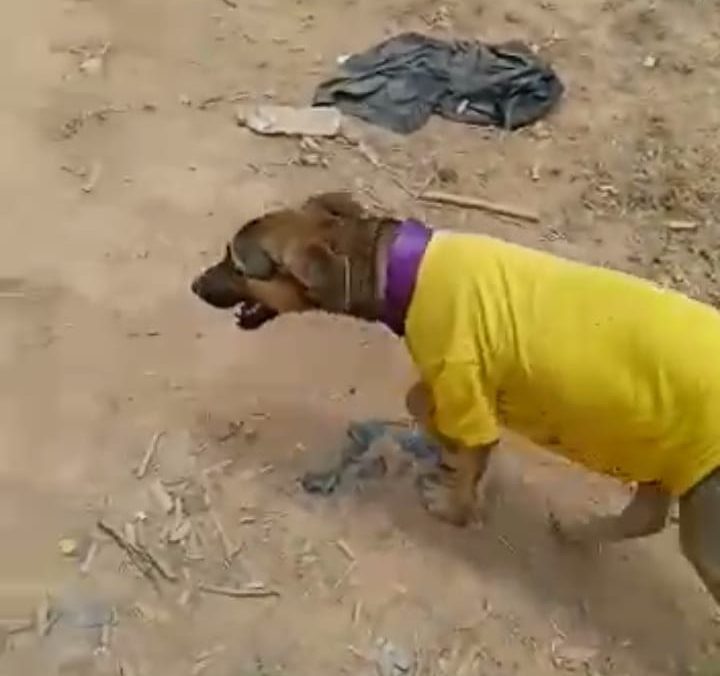 La historia de Hualtaco, el perrito peregrino que una hermandad del Cautivo adoptó en el camino a Ayabaca
