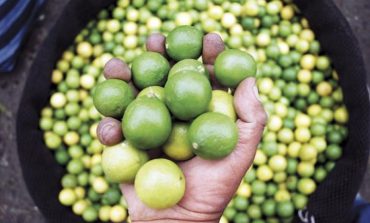 Piura: se triplica el precio del limón en mercados