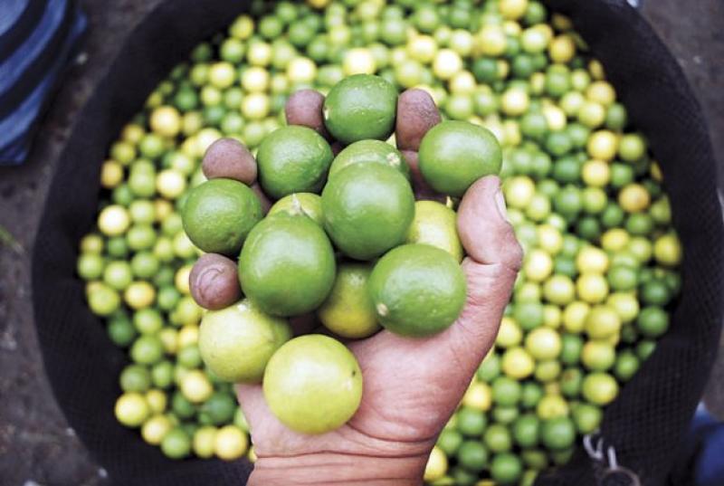 Piura: se triplica el precio del limón en mercados