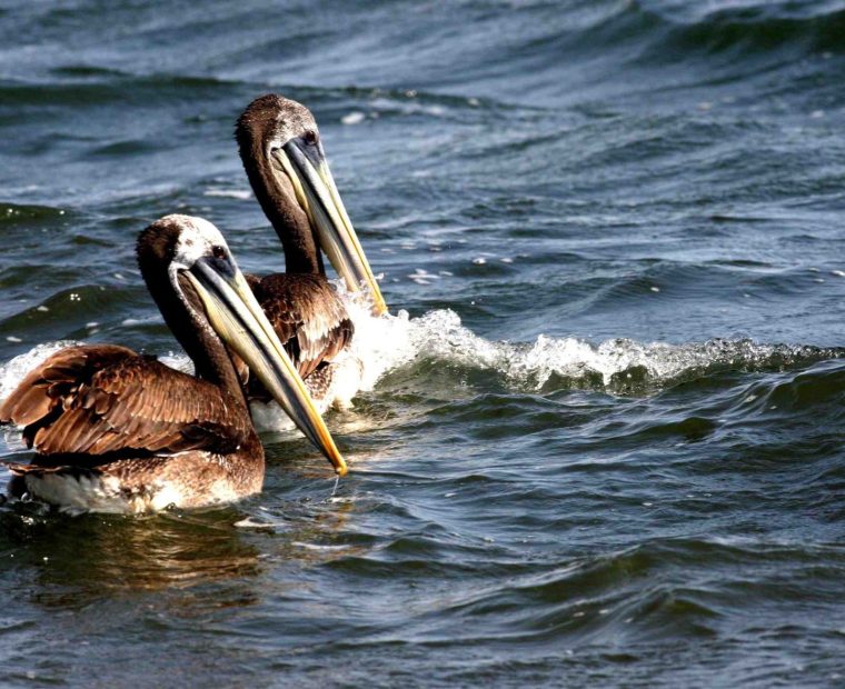 Senasa confirma brote de influenza aviar H5 en pelícanos hallados en playa de Paita