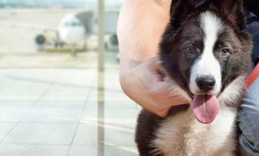 Congreso aprueba ley para que animales domésticos sean incorporados en la cobertura SOAT y CAT