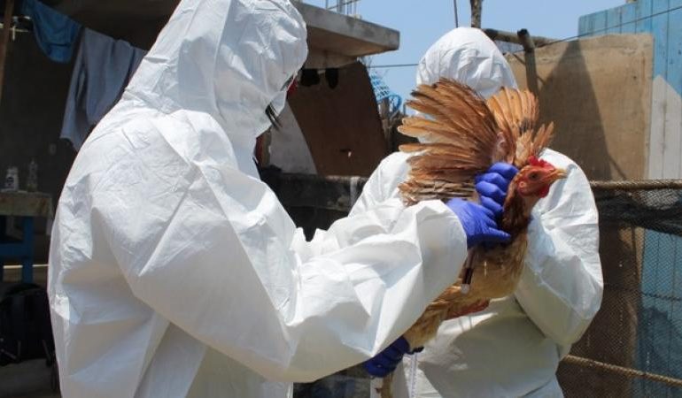 Senasa declara emergencia sanitaria a nivel nacional por gripe aviar
