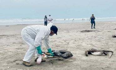 Gripe aviar: van más de cinco mil pelícanos muertos este mes