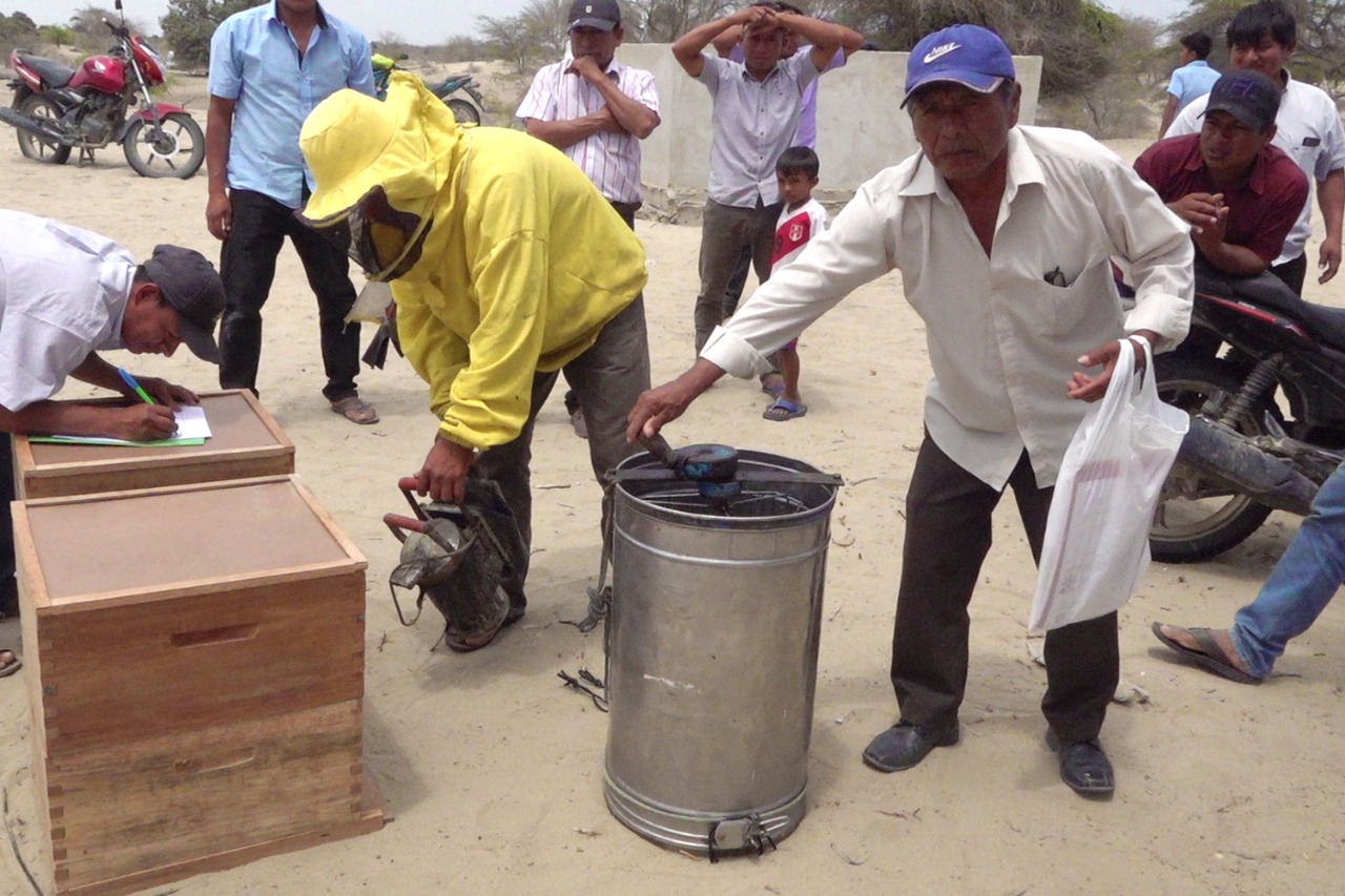 Piura: productores de miel de abeja y guanabana a portas de lograr financiamiento de agroideas