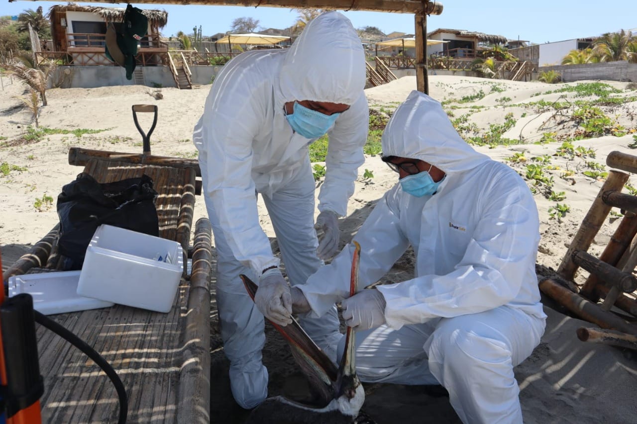 Senasa declara alerta sanitaria por Influenza Aviar H5N1 en aves silvestres