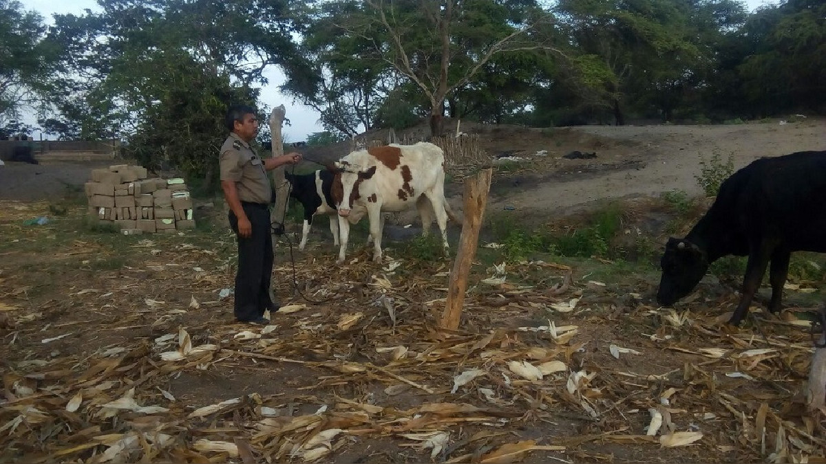 Piura: delincuentes matan reses y se llevan carne valorizadas en 19 mil soles