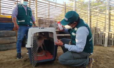Piura: rescatan a 332 animales silvestres
