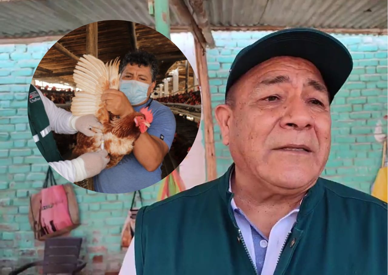 Senasa: descartan gripe aviar en aves de corral en Piura