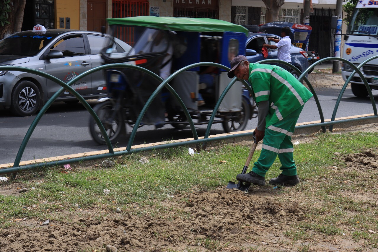 Piura: siembran grass natural entre las avenidas Sánchez Cerro y Eguren
