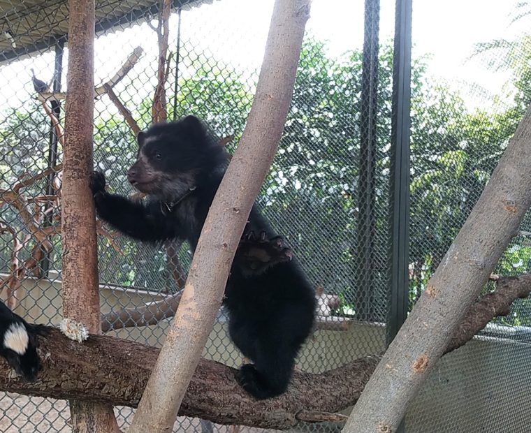Serfor rescata cría de oso anteojos en provincia de Huancabamba