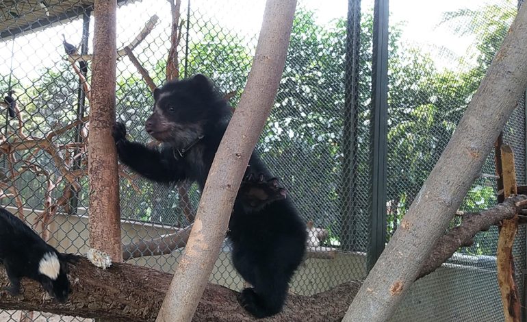 Serfor rescata cría de oso anteojos en provincia de Huancabamba