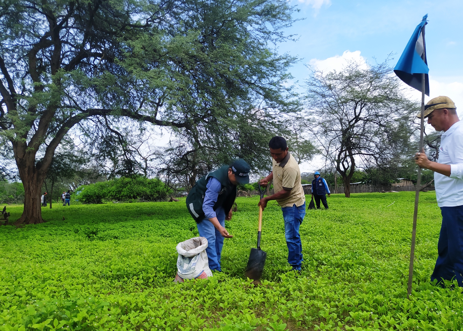 Piura: siembran semillas para aprovechar lluvias y recuperar bosque seco deforestado