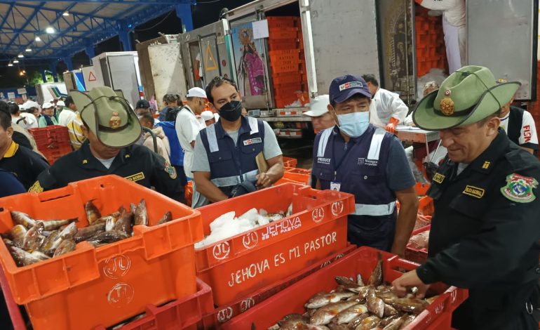 Piura: decomisan media tonelada de cabrilla en el terminal pesquero José Olaya