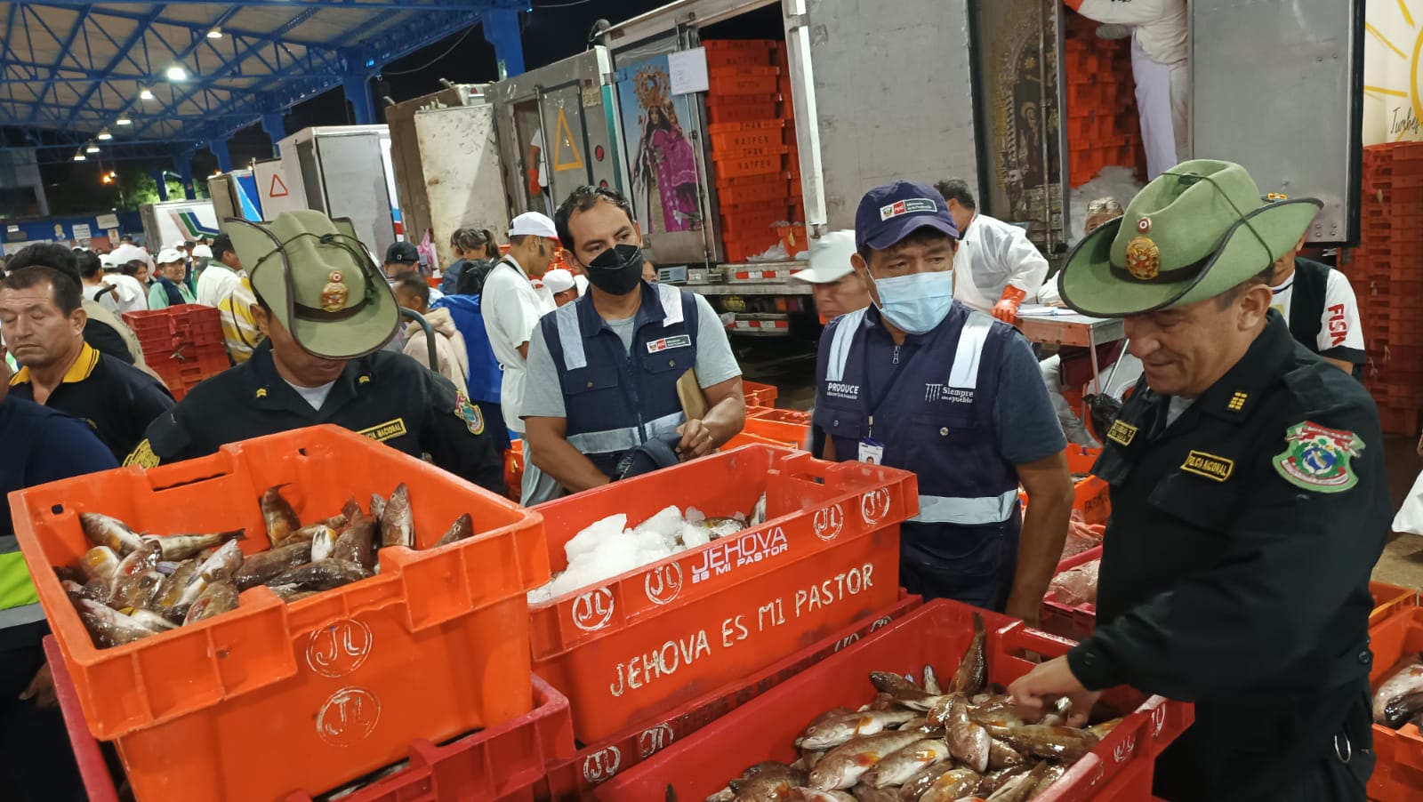 Piura: decomisan media tonelada de cabrilla en el terminal pesquero José Olaya