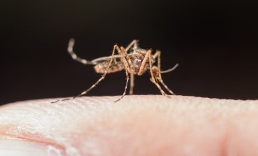 Lluvias en Piura: ¿Cómo prevenir la propagación y contagio del dengue?