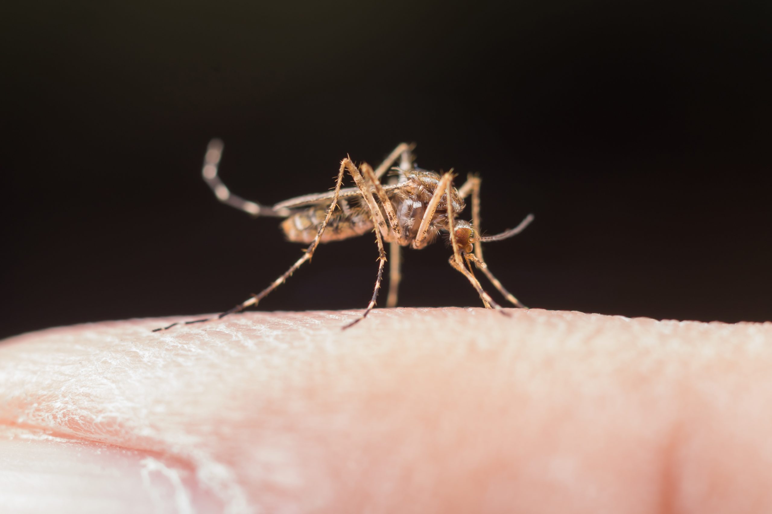 Lluvias en Piura: ¿Cómo prevenir la propagación y contagio del dengue?