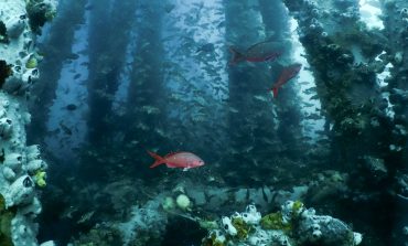 Piura: Más de 70 especies marinas podrían desaparecer si se retira arrecife artificial de Los Órganos