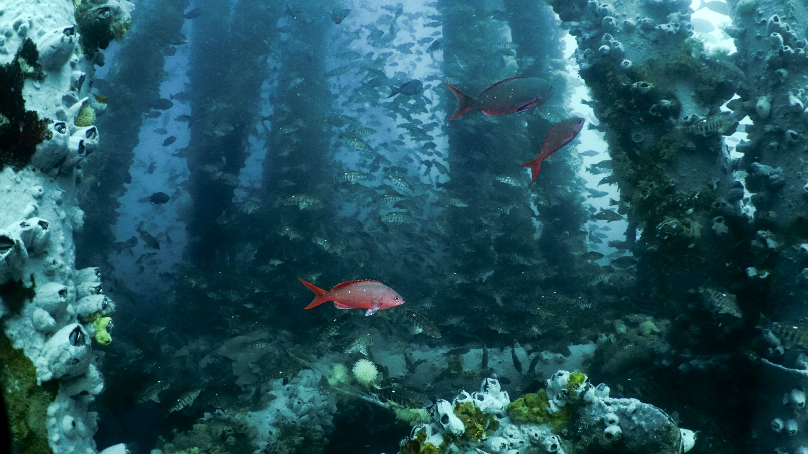 Piura: Más de 70 especies marinas podrían desaparecer si se retira arrecife artificial de Los Órganos