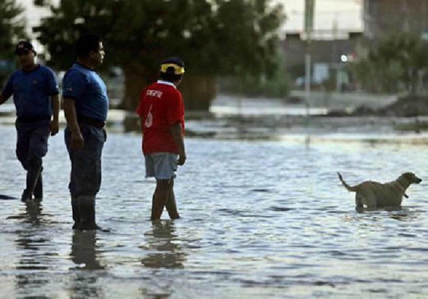 Piura: confirman 251 casos de leptospirosis en la región