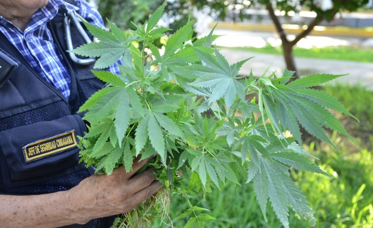 Piura: erradican 60 plantones de marihuana ubicados en el parque de Buenos Aires