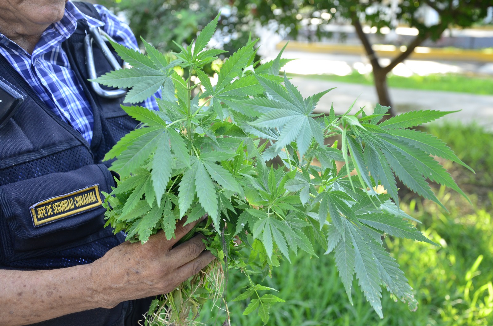 Piura: erradican 60 plantones de marihuana ubicados en el parque de Buenos Aires