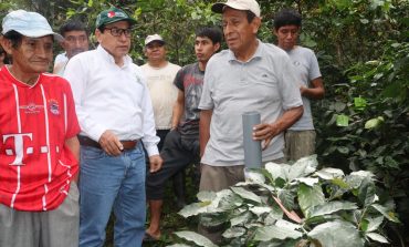 Piura: con hongo nativo buscan controlar enfermedad que afecta al cultivo de café