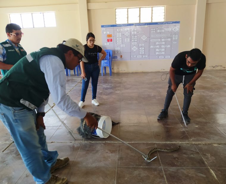 Piura: serpiente venenosa muerde a pobladora en el distrito de La Arena