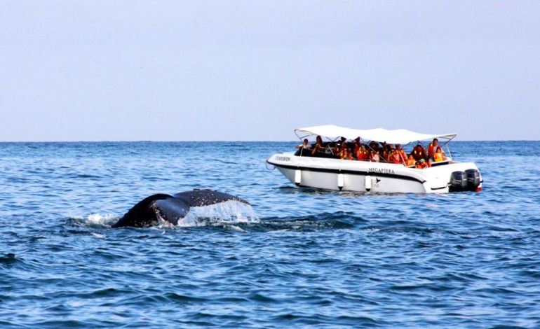 Piura: con avistamiento de ballenas se espera reactivación del turismo