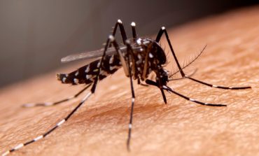 Dengue en el Perú: van 44 muertes por dengue y ocho regiones tienen cifras críticas