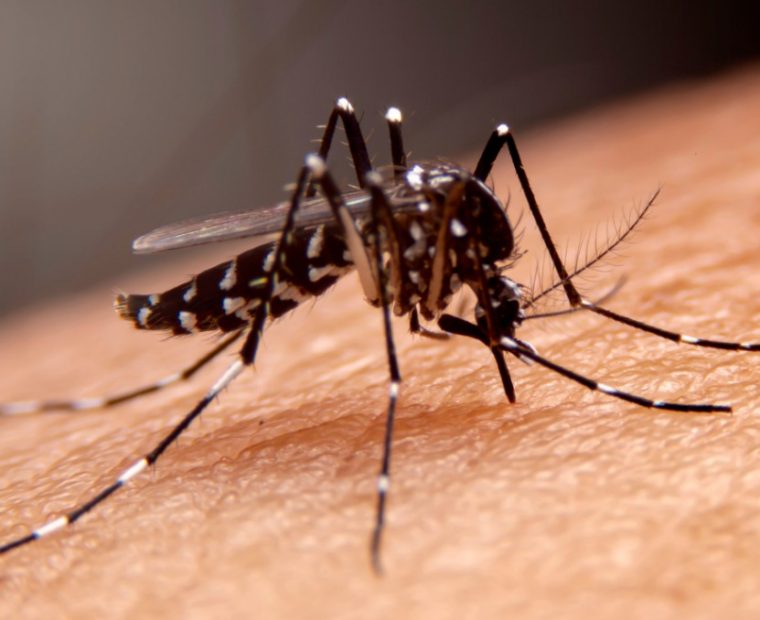 Dengue en el Perú: van 44 muertes por dengue y ocho regiones tienen cifras críticas