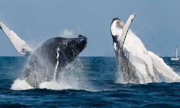 Piura: Avistamiento de ballenas en playas del norte generaría impacto económico de S/18 millones