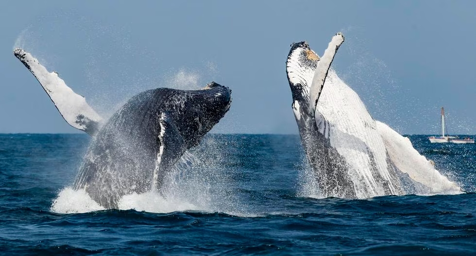 Piura: Avistamiento de ballenas en playas del norte generaría impacto económico de S/18 millones