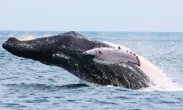 GORE Piura anuncia Festival de Ballenas del Pacífico 2023