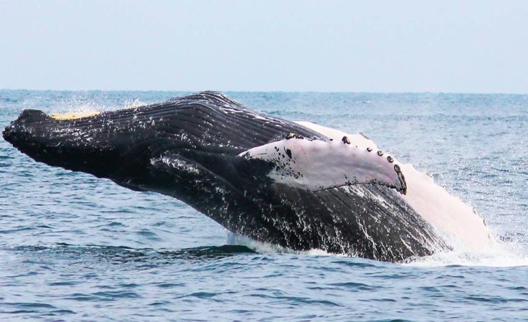 GORE Piura anuncia Festival de Ballenas del Pacífico 2023