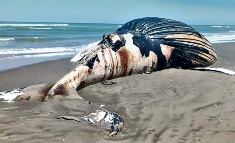 Ballena jorobada muere en la orilla de playa en Negritos