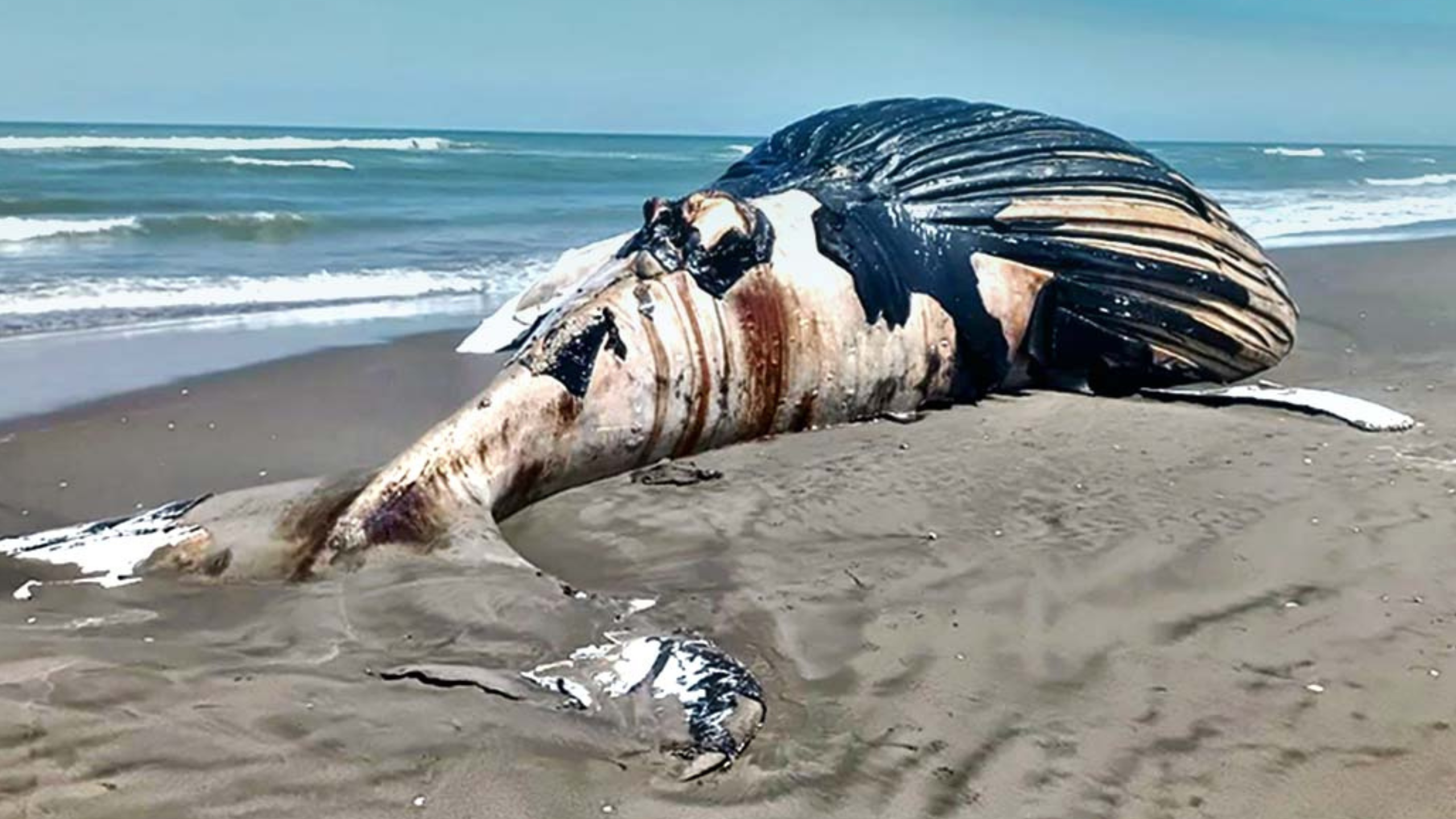 Ballena jorobada muere en la orilla de playa en Negritos