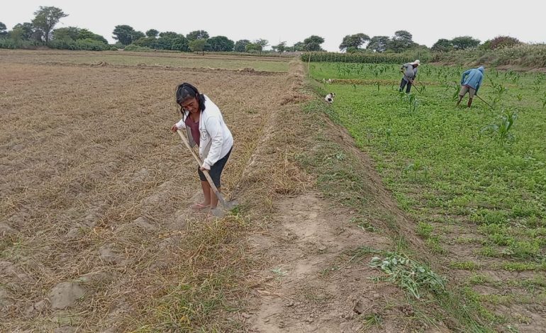 Piura: agricultores preocupados por la falta de atención de las autoridades en sector