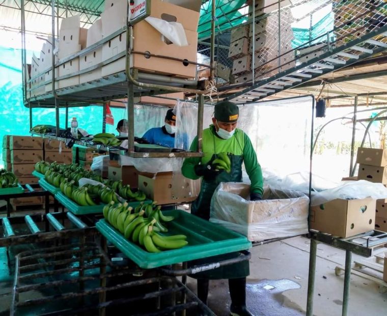 Piura: agricultores de banano orgánico piden ayuda ante plaga que ataca su producción