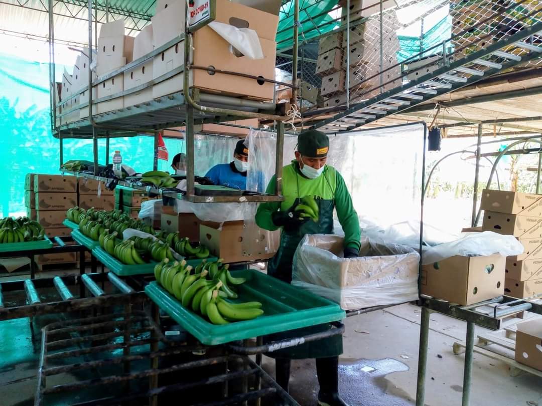 Piura: agricultores de banano orgánico piden ayuda ante plaga que ataca su producción