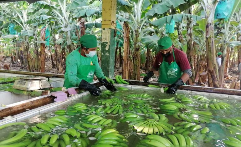 Parte contenedor con 22 TM de puré de banano orgánico al mercado europeo