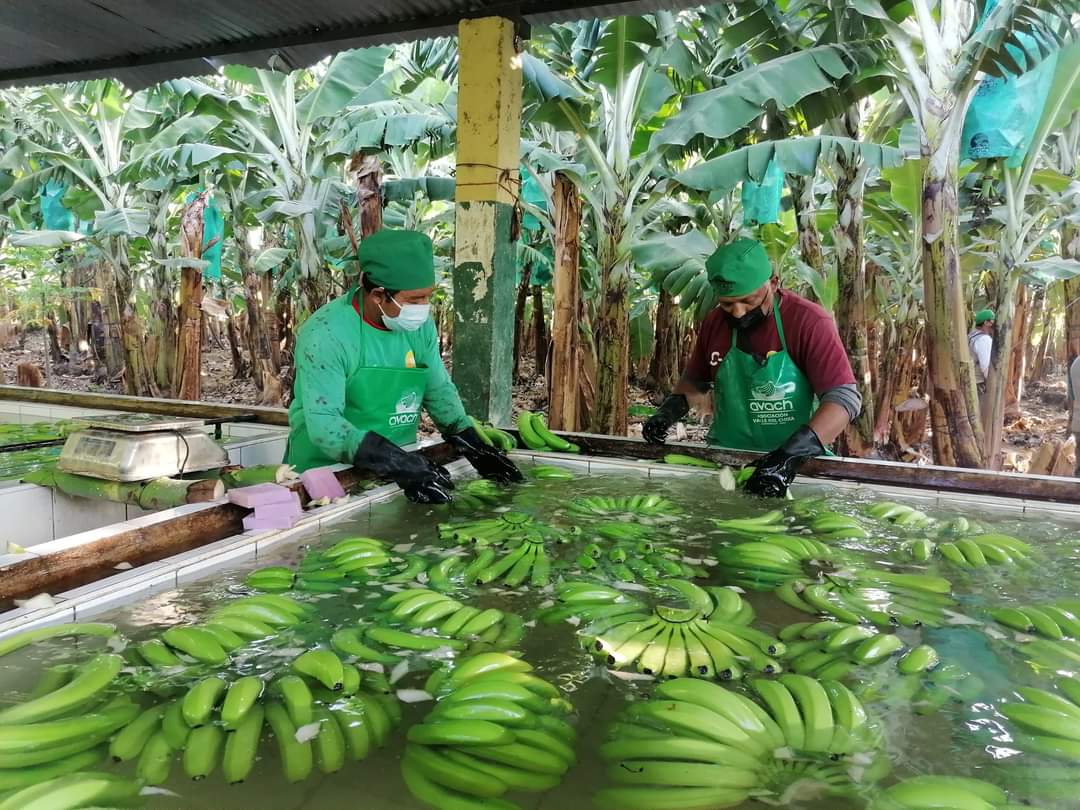 Parte contenedor con 22 TM de puré de banano orgánico al mercado europeo