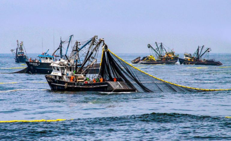 Piura: más de seis mil puestos de trabajo en riesgo por no realizarse pesca de anchoveta